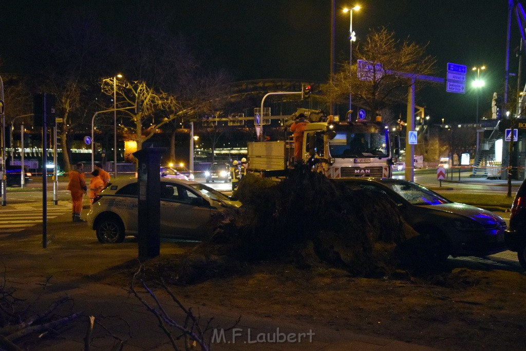 Baum auf PKWs Koeln Mitte Rheinuferstr Goldgasse P051.JPG - Miklos Laubert